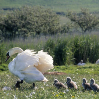 200 Schwäne feiern Drogenparty im Mohnfeld