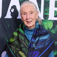 Primatenforscherin Jane Goodall wird 90