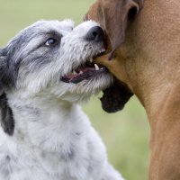 Hitze macht Hunde aggressiv