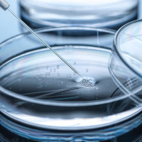 Künstliche Embryonen: Neue Wege zur Erforschung menschlicher Entwicklung