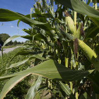 Kraftstoffe aus Bioabfall: So weit ist die Forschung
