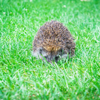 Immer mehr Igel werden von Mährobotern verletzt