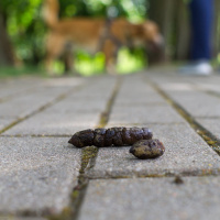 Gegen Hundehaufen: Südtirol macht DNA-Test für Hunde zur Pflicht