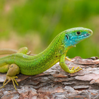 Smaragdeidechsen am Kaiserstuhl profitieren von wärmeren Temperaturen