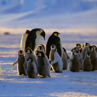 Kaiserpinguine werden vom Eisschwund bedroht