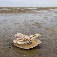 Die Pazifische Auster hilft in der Nordsee gegen Klimawandelfolgen