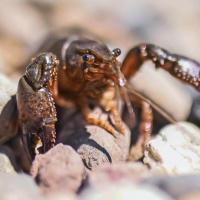 Gefräßige Eindringlinge: Kalikokrebse bedrohen unsere Artenvielfalt