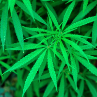 Cannabis-Clubs: Das sind die Erfahrungen in Spanien