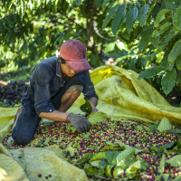 Vietnam: Neue Generation von Kaffeebauern setzt auf nachhaltigen Anbau