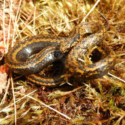 Swr2 Impuls - Wissen Aktuell