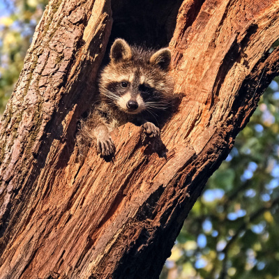 Swr2 Impuls - Wissen Aktuell