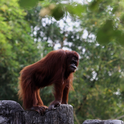 Swr2 Impuls - Wissen Aktuell