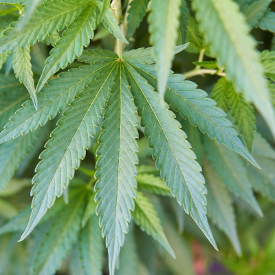 Swr2 Impuls - Wissen Aktuell