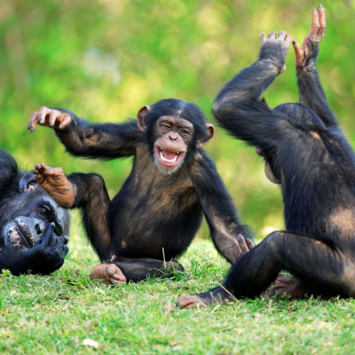 Swr2 Impuls - Wissen Aktuell