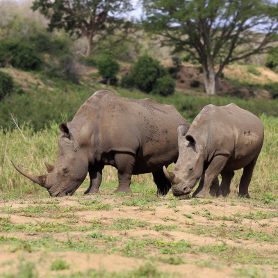 Swr2 Impuls - Wissen Aktuell