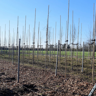 Swr2 Impuls - Wissen Aktuell