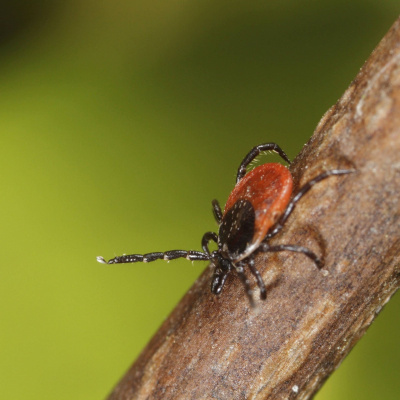 Swr2 Impuls - Wissen Aktuell