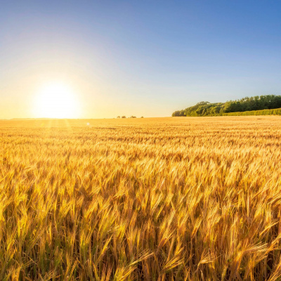 Swr2 Impuls - Wissen Aktuell