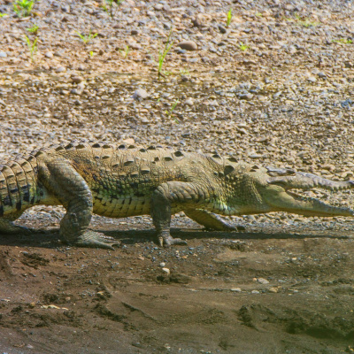 Swr2 Impuls - Wissen Aktuell