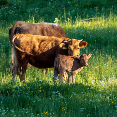 Swr2 Impuls - Wissen Aktuell