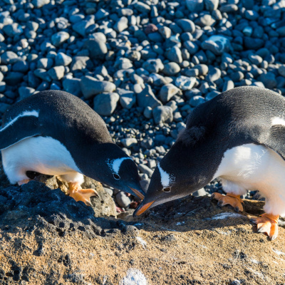 Swr2 Impuls - Wissen Aktuell
