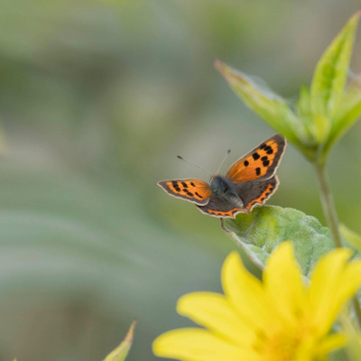 Swr2 Impuls - Wissen Aktuell