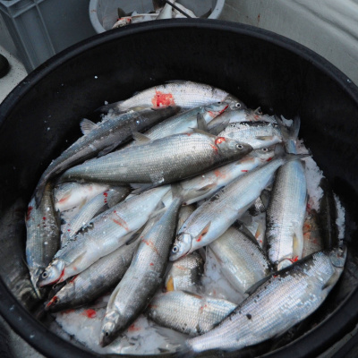 Swr2 Impuls - Wissen Aktuell