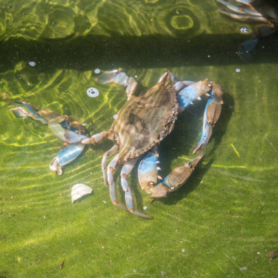 Swr2 Impuls - Wissen Aktuell