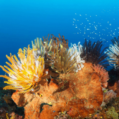 Swr2 Impuls - Wissen Aktuell