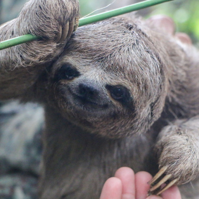 Swr2 Impuls - Wissen Aktuell