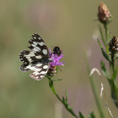 Swr2 Impuls - Wissen Aktuell