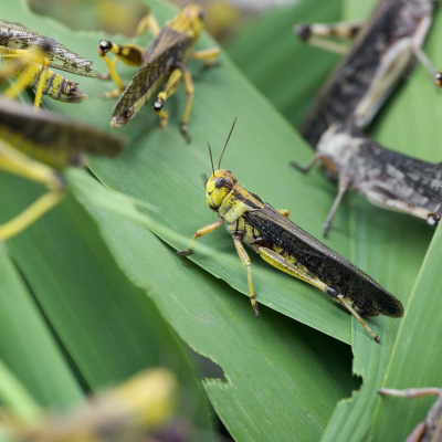 Swr2 Impuls - Wissen Aktuell