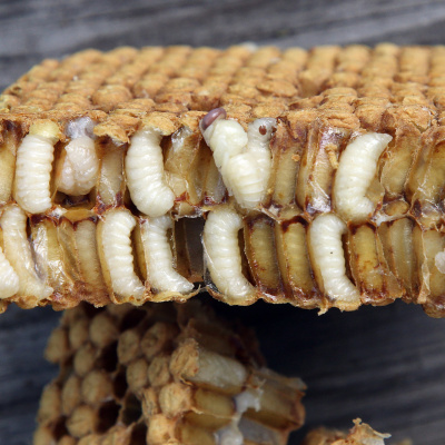 Swr2 Impuls - Wissen Aktuell