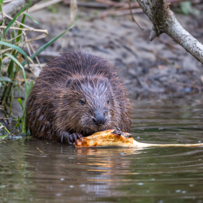 Swr2 Impuls - Wissen Aktuell