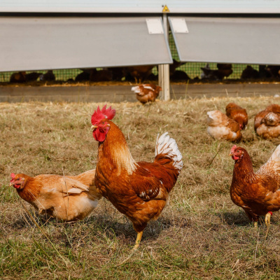 Swr2 Impuls - Wissen Aktuell