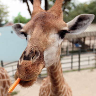 Swr2 Impuls - Wissen Aktuell