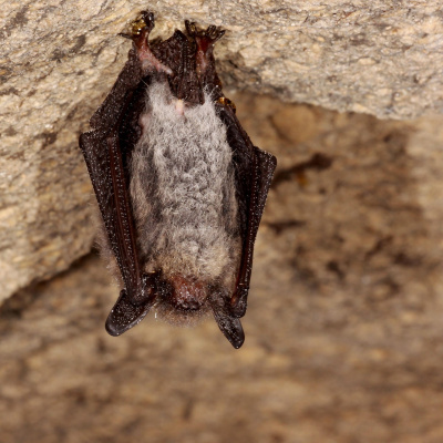 Swr2 Impuls - Wissen Aktuell