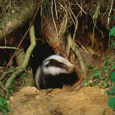 Swr2 Impuls - Wissen Aktuell