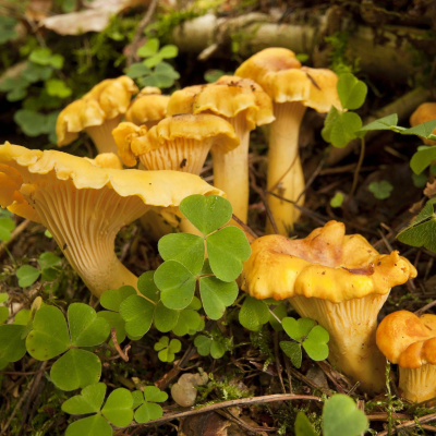 Swr2 Impuls - Wissen Aktuell