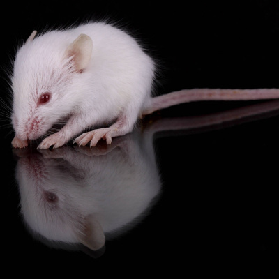 Swr2 Impuls - Wissen Aktuell