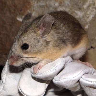 Swr2 Impuls - Wissen Aktuell