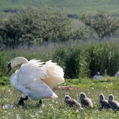 Swr2 Impuls - Wissen Aktuell