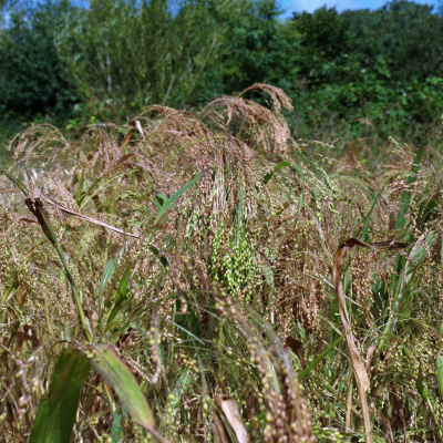 Swr2 Impuls - Wissen Aktuell