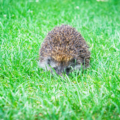 Swr2 Impuls - Wissen Aktuell