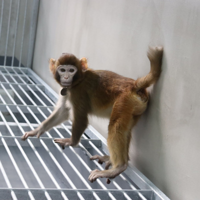 Swr2 Impuls - Wissen Aktuell