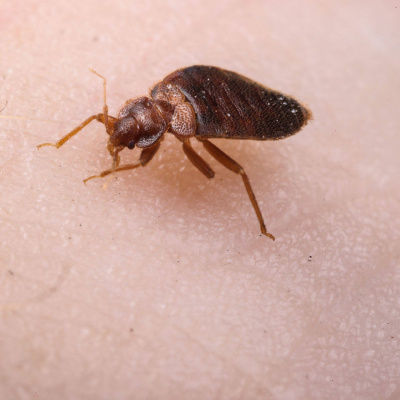 Swr2 Impuls - Wissen Aktuell