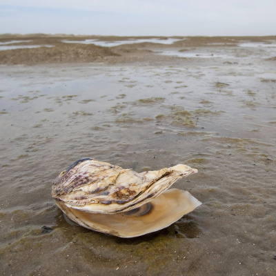 Swr2 Impuls - Wissen Aktuell