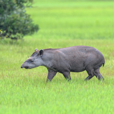 Swr2 Impuls - Wissen Aktuell