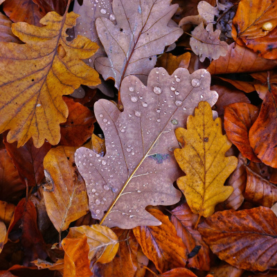 Swr2 Impuls - Wissen Aktuell