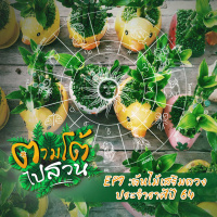 ตามโต้ไปสวน EP 9 : ต้นไม้เสริมดวงประจำราศี ปี 64